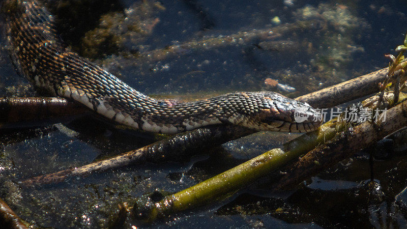 带状水蛇或南方水蛇，(Nerodia fasciata);